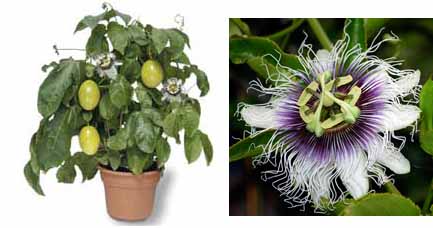 معرفی گیاه - پیچ ساعتی Passiflora